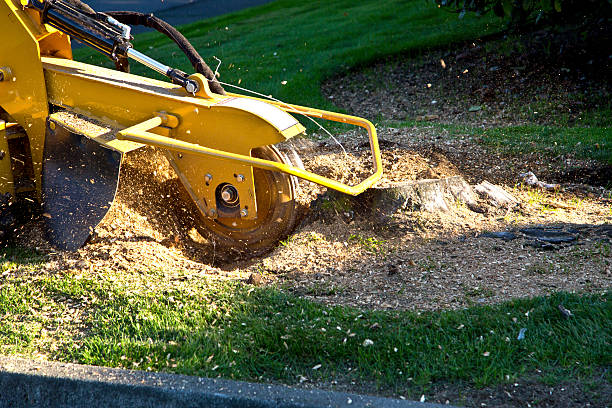 Dead Tree Removal in Williston Park, NY